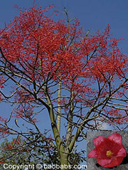 Brachychiton acerifolia